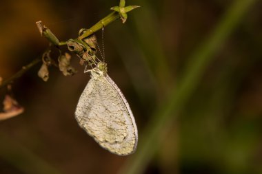 yakın çekim aşırı makro kelebek yumuşak odak detaylar doğa backg
