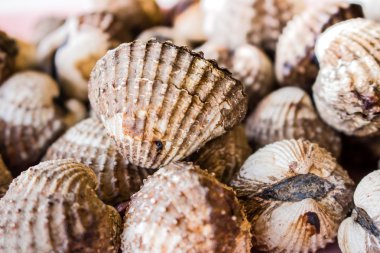 Izgara tarak, samui Tayland