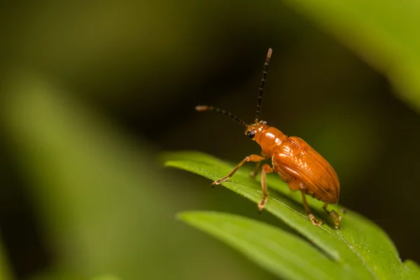 Insekt aus nächster Nähe in freier Natur — Stockfoto