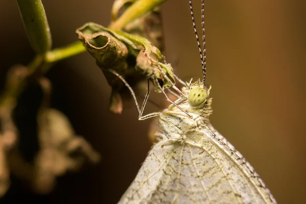 Extrémní makrofotografie motýl rozostřený detaily přírody backg — Stock fotografie