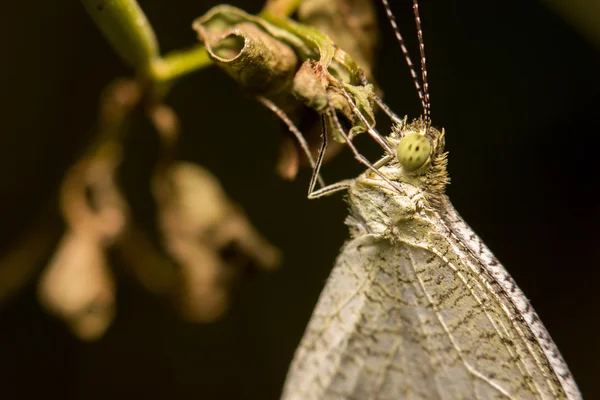 Extrémní makrofotografie motýl rozostřený detaily přírody backg — Stock fotografie