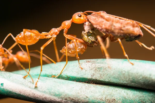 Nahaufnahme Ameise auf grünem Blatt — Stockfoto