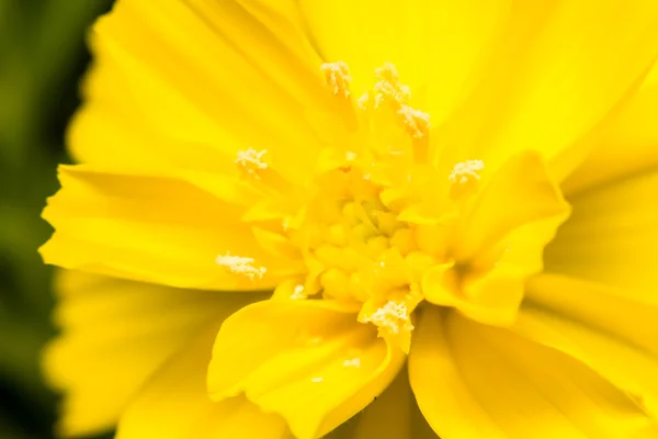 自然の中のクローズ アップの黄色い花 — ストック写真