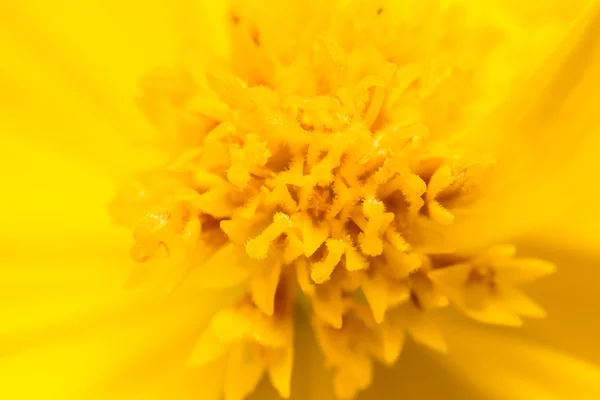 自然の中のクローズ アップの黄色い花 — ストック写真
