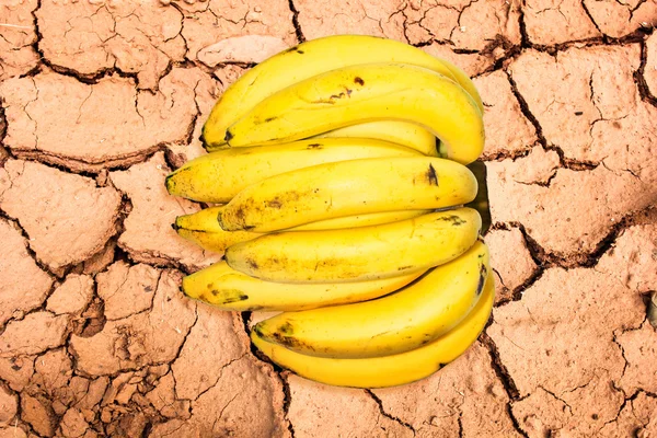 Cavendish banana isolated on background — Stock Photo, Image