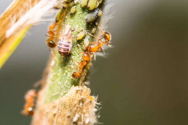 Blattläuse besonders weich fokussieren — Stockfoto