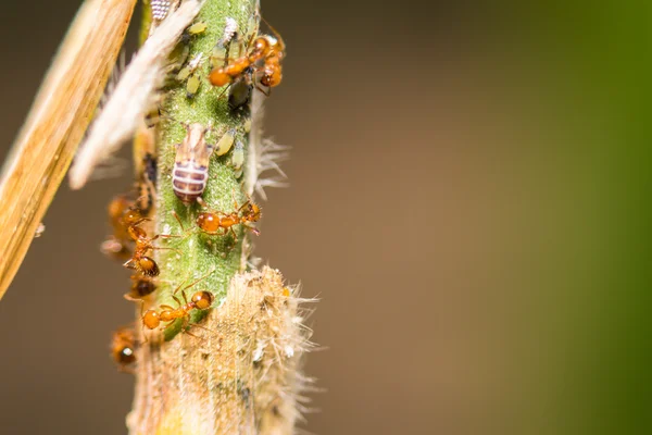 Kelebihan soft focus aphids macro pada plant — Stok Foto