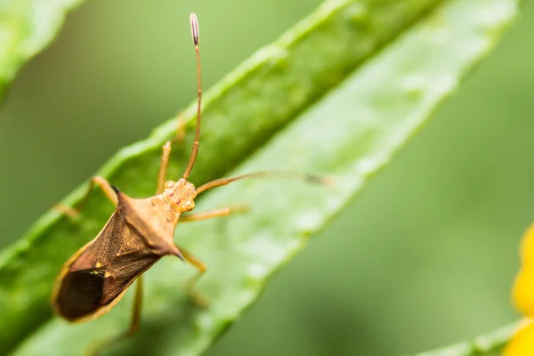 Έξτρα απαλή εστίαση ινδική Milkweed Bug, Oncopeltus confusus μακροεντολής — Φωτογραφία Αρχείου