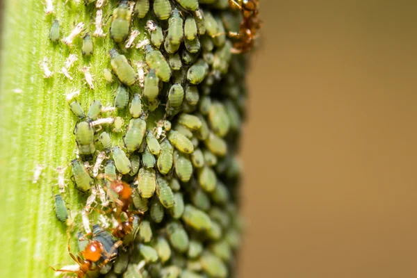 Kelebihan soft focus aphids macro pada plant — Stok Foto