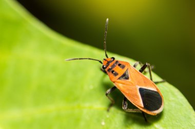 Ekstra yumuşak odak Hint süt kardeş hata, Oncopeltus confusus makro 