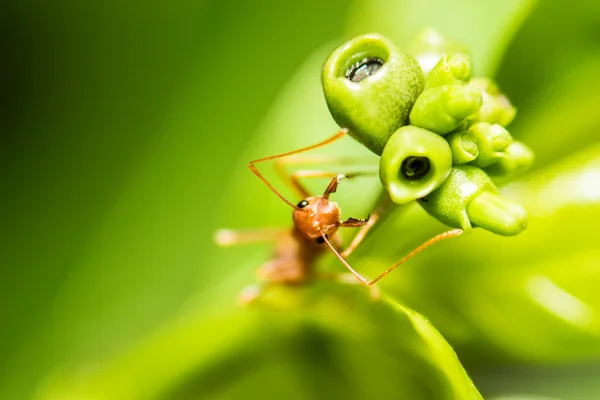 Bardzo miękka ostrość makro mrówka na zielony liść — Zdjęcie stockowe