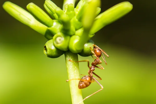 Extra weicher Fokus Ameisenmakro auf grünem Blatt — Stockfoto