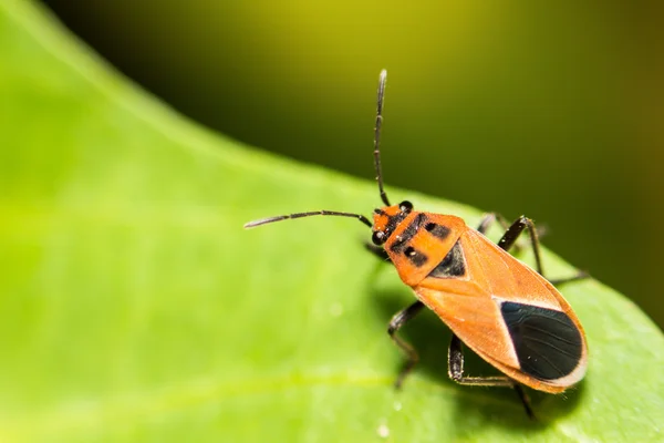 Extra lágy fókusz indiai selyemkóró Bug, Oncopeltus confusus makró — Stock Fotó