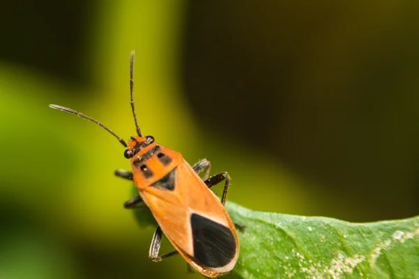 Extra lágy fókusz indiai selyemkóró Bug, Oncopeltus confusus makró — Stock Fotó