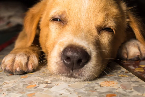 Cachorro retrato close-up lindo perro dormitando en el suelo — Foto de Stock