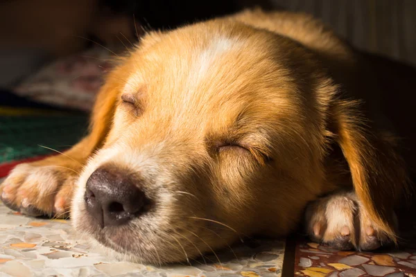 Cachorro retrato close-up bonito cão dormindo no chão — Fotografia de Stock
