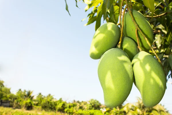 Frisse Thaise mango's in tuin met blauwe hemelachtergrond — Stockfoto