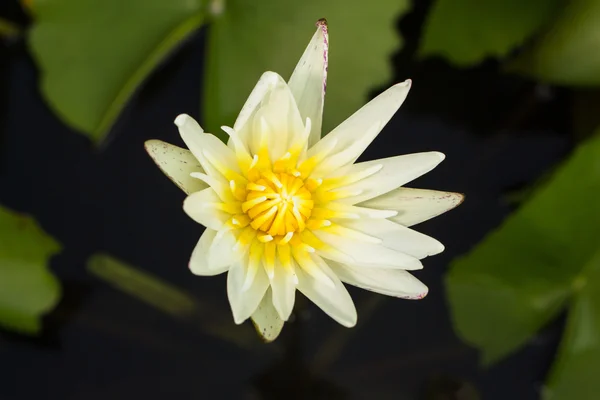 Beautiful lotus in nature — Stock Photo, Image