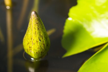 Doğada güzel Lotus