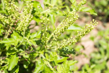 bahçesinde taze yakın çekim kutsal fesleğen