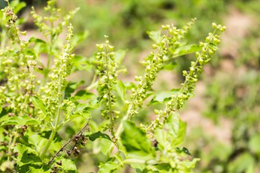 bahçesinde taze yakın çekim kutsal fesleğen