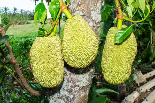 Nangka in Thaise tuin — Stockfoto