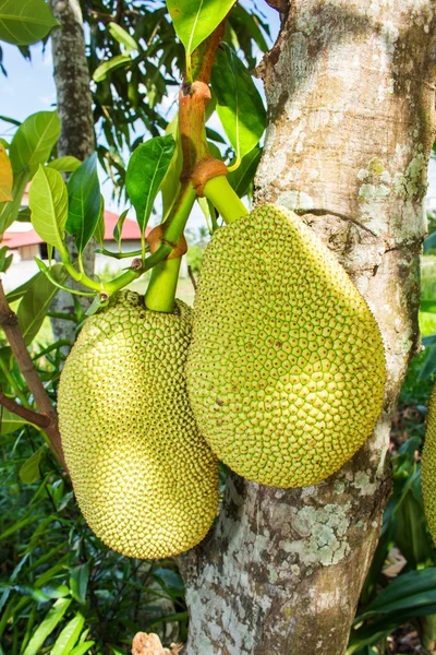 Jackfruit thajské zahradě — Stock fotografie