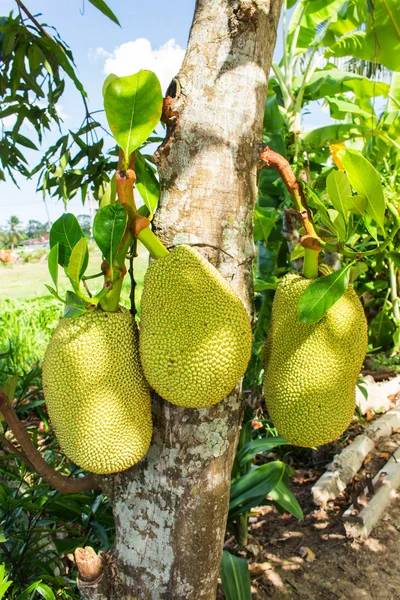 Jackfrucht im thailändischen Garten — Stockfoto