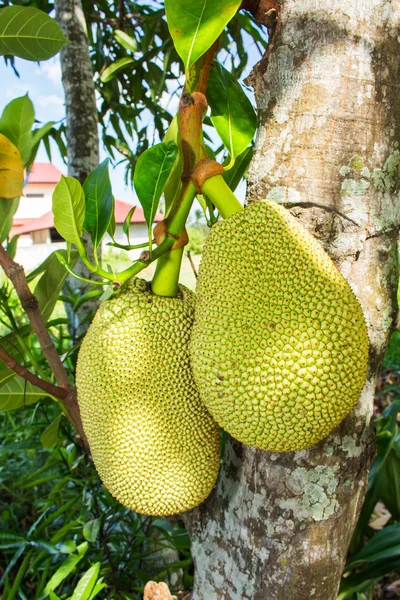 Jackfruit thajské zahradě — Stock fotografie