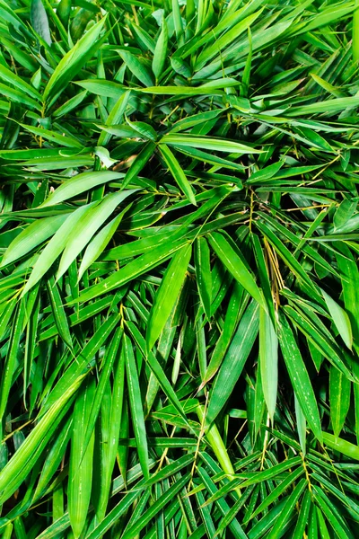 Bamboo leaves texture background — Stock Photo, Image