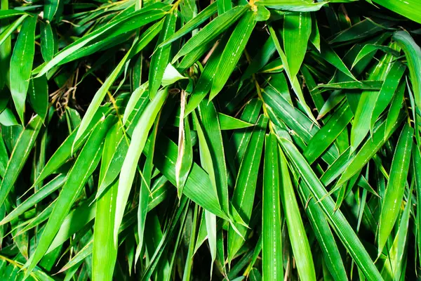 竹の葉の質感の背景 — ストック写真