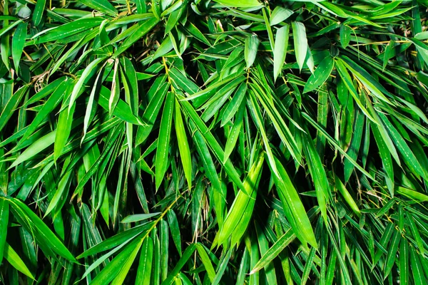 Bamboo leaves texture background — Stock Photo, Image