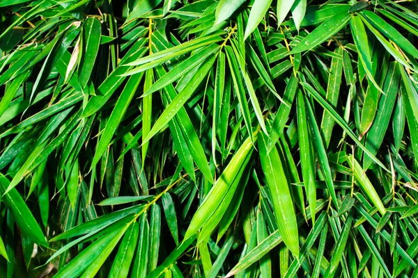 Bamboo leaves texture background — Stock Photo, Image