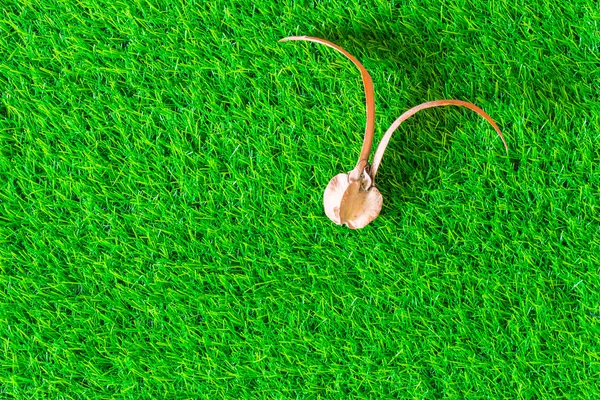 Semente de para árvore de borracha no fundo textura grama verde — Fotografia de Stock