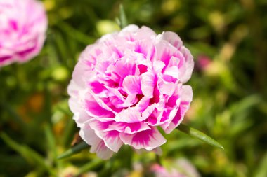 taze sabah, güzel renkli Semizotu çiçek t