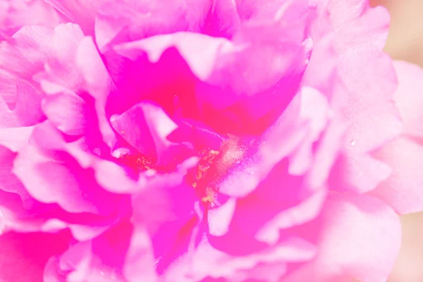Свіжа квітка красива барвиста портюлака олерація вранці, т — стокове фото