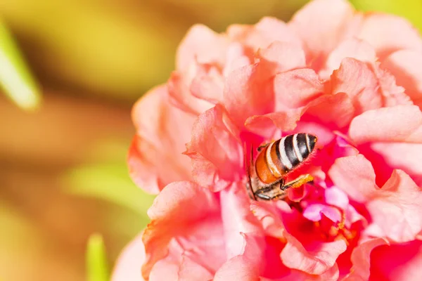 Abeille sur fleur fraîche belle coloré portulaca oleracea dans mor — Photo