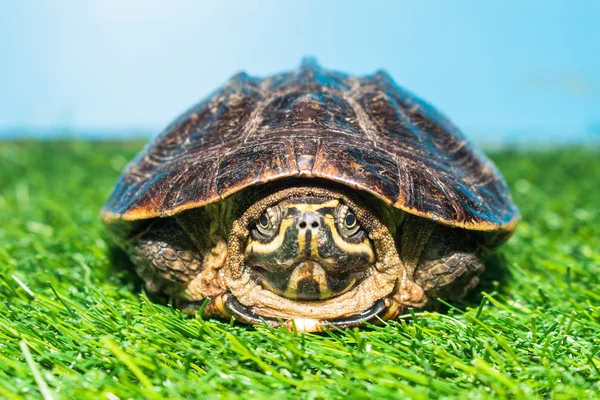 Tortuga sobre hierba verde textura fondo eco concepto, asia, tailandés —  Fotos de Stock