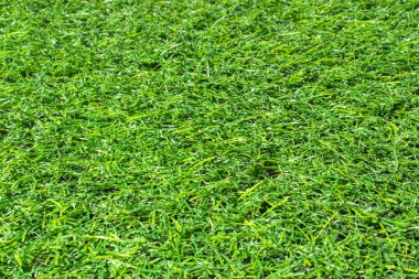 yeşil çim doku arka plan Eko kavramı