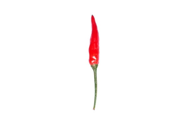 Vermelho pássaro quente pimenta natureza isolado no fundo branco — Fotografia de Stock