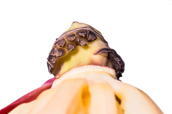 Bananenblüte Natur isoliert auf weißem Hintergrund — Stockfoto