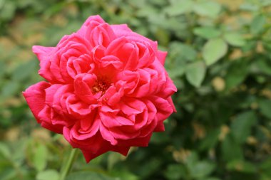 Bahçede kırmızı gül