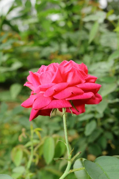 Red rose in garden — Stock Photo, Image