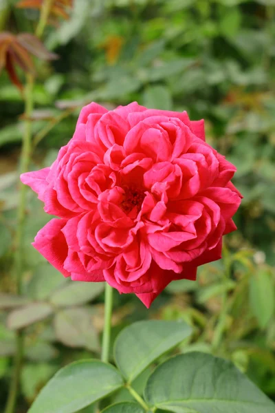 Red rose in garden — Stock Photo, Image