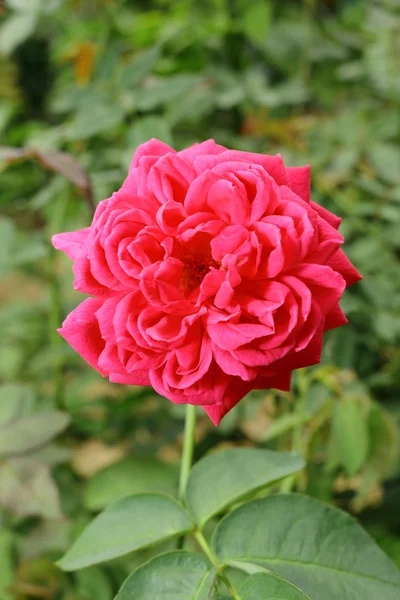 Red rose in garden — Stock Photo, Image