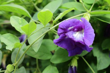 taze kelebek bezelye Bahçe