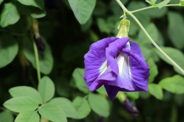 taze kelebek bezelye Bahçe