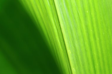 yaprak yeşil arka plan doku doğa