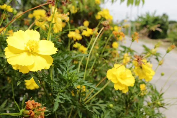 庭の新鮮な黄色花 — ストック写真
