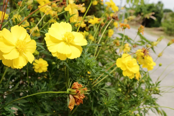 庭の新鮮な黄色花 — ストック写真